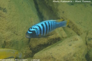 Metriaclima fainzilberi 'Lupingu'